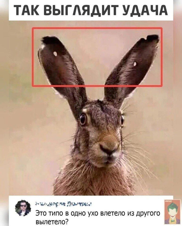 ТАК ВЫГЛЯДИТ УДАЧА Это типо в одно ухо влетело из другого вылетело?