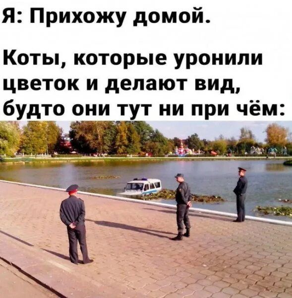 Я: Прихожу домой. Коты, которые уронили цветок и делают вид, будто они тут ни при чём: