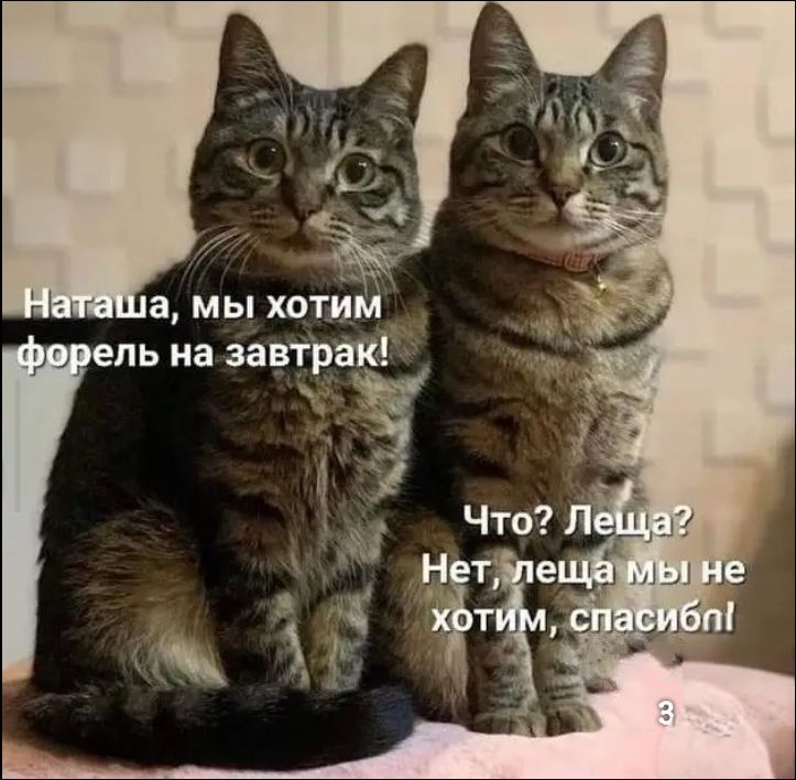 Наташа, мы хотим форель на завтрак! Что? Леща? Нет, леща мы не хотим, спасибо!