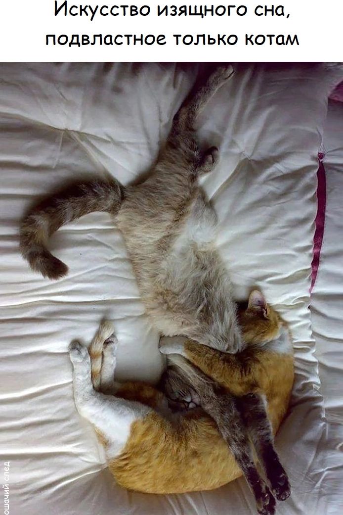 Искусство изящного сна, подвластное только котам. кошачий след