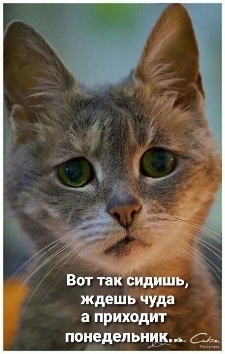 Вот так сидишь, ждешь чуда а приходит понедельник...