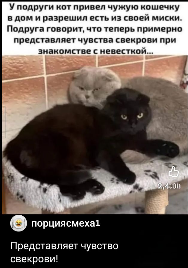 У подруги кот привел чужую кошечку в дом и разрешил есть из своей миски. Подруга говорит, что теперь примерно представляет чувства свекрови при знакомстве с невесткой... Представляет чувство свекрови!