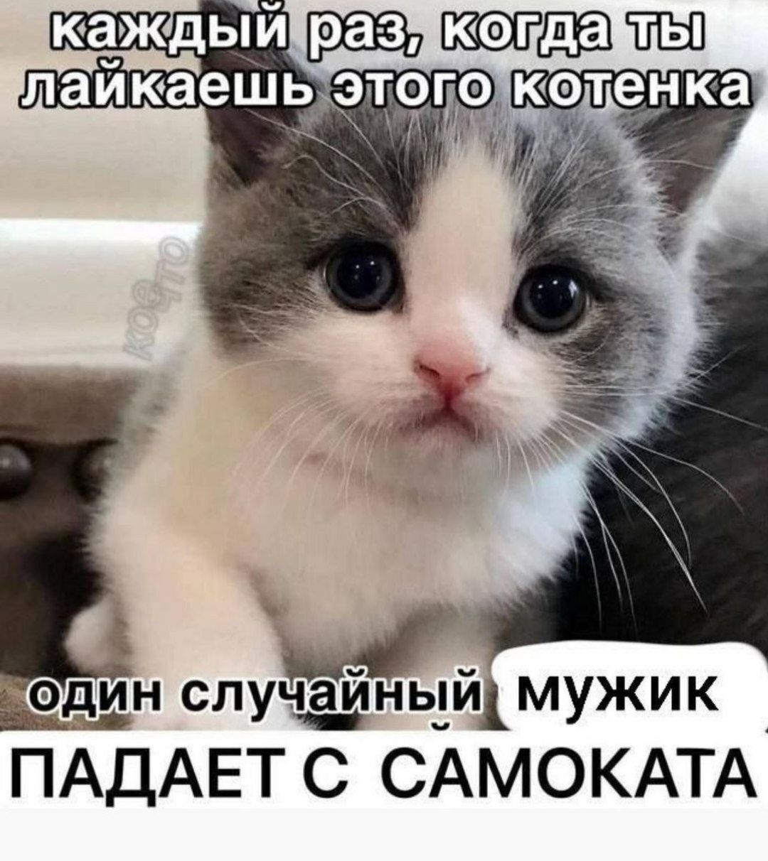 каждый раз, когда ты лайкаешь этого котенка один случайный мужик ПАДАЕТ С САМОКАТА