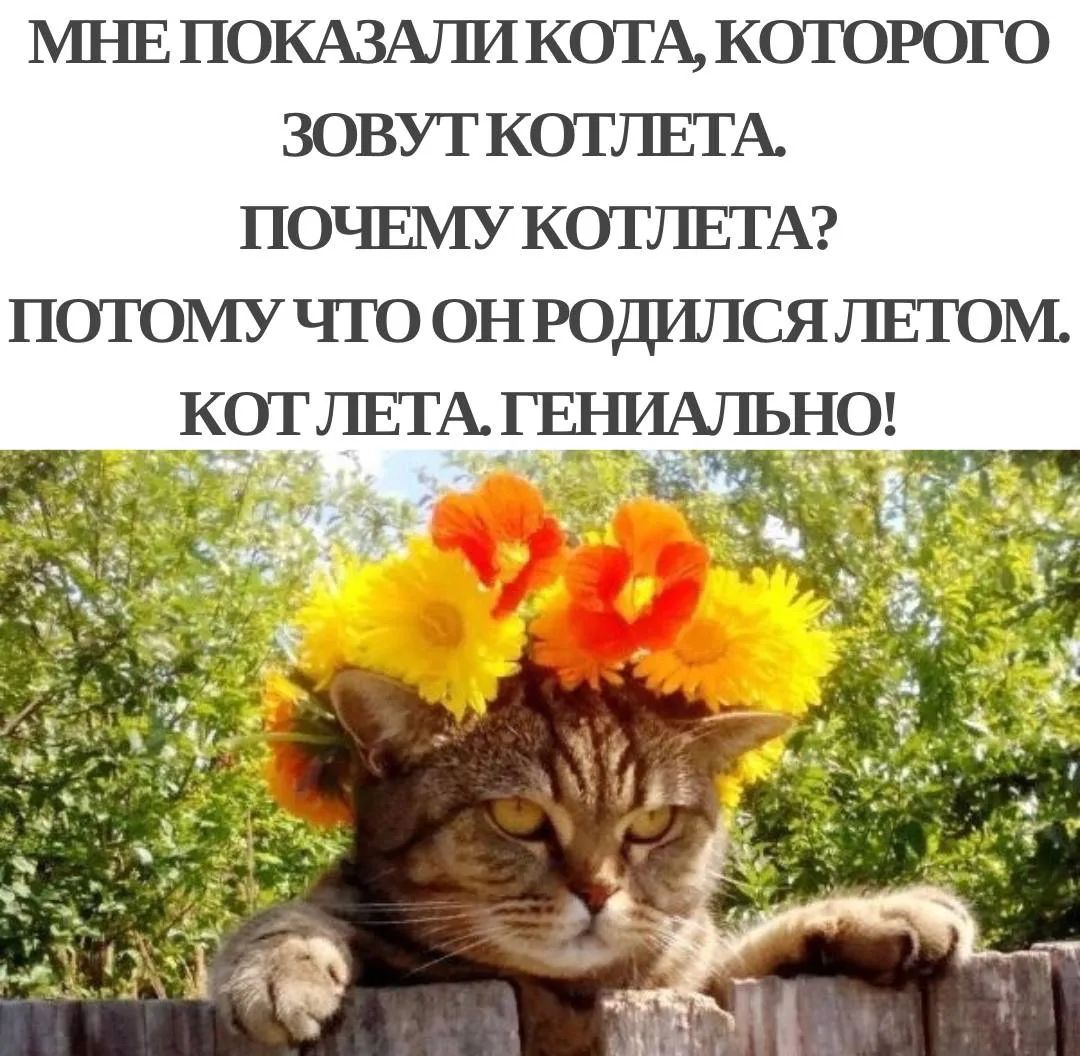 МНЕ ПОКАЗАЛИ КОТА, КОТОРОГО ЗОВУТ КОТЛЕТА. ПОЧЕМУ КОТЛЕТА? ПОТОМУ ЧТО ОН РОДИЛСЯ ЛЕТОМ. КОТ ЛЕТА. ГЕНИАЛЬНО!