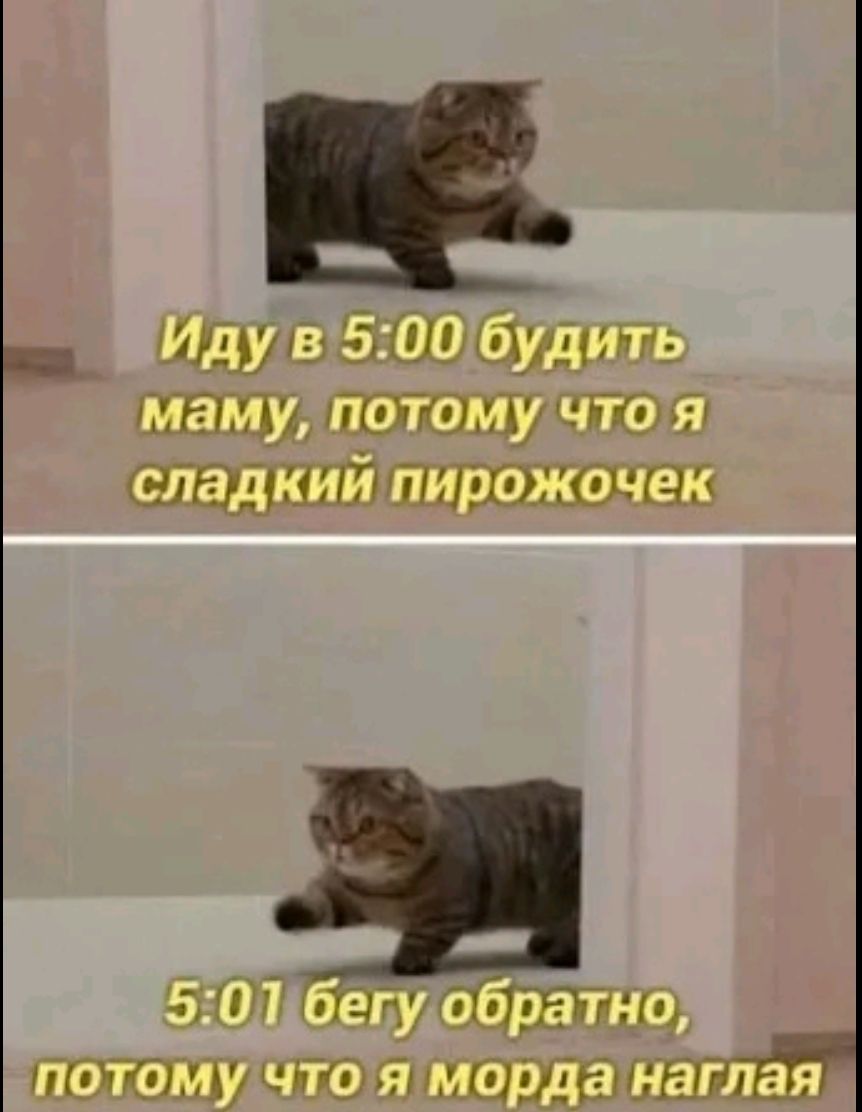 Иду в 5:00 будить маму, потому что я сладкий пирожочек. 5:01 бегу обратно, потому что я морда наглая.
