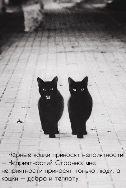 Чёрные кошки приносят неприятности! Неприятности? Странно: мне неприятности приносят только люди, а кошки — добро и теплоту.
