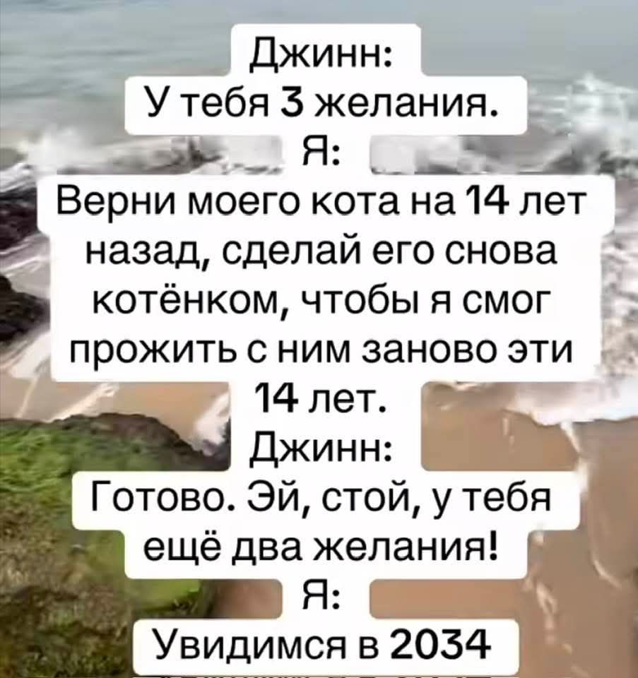 Джинн: У тебя 3 желания. Я: Верни моего кота на 14 лет назад, сделай его снова котёнком, чтобы я смог прожить с ним заново эти 14 лет. Джинн: Готово. Эй, стой, у тебя ещё два желания! Я: Увидимся в 2034