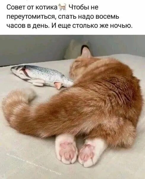Совет от котика 🐈 Чтобы не переутомиться, спать надо восемь часов в день. И еще столько же ночью.