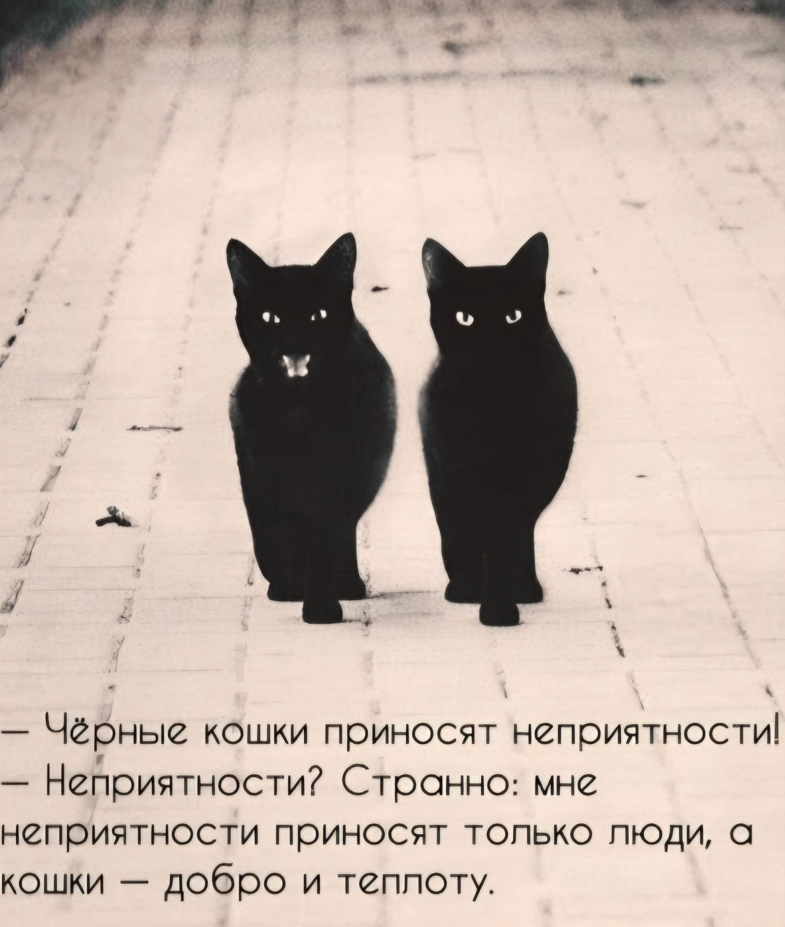 Чёрные кошки приносят неприятности! Неприятности? Странно: мне неприятности приносят только люди, а кошки — добро и теплоту.