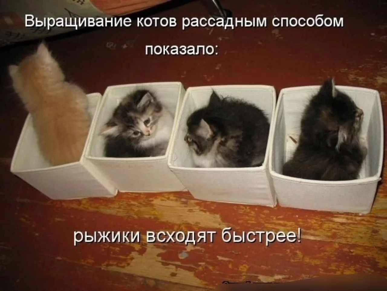 Выращивание котов рассадным способом показало: рыжики всходят быстрее!