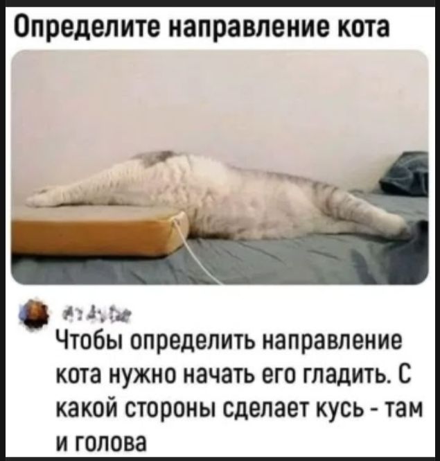 Определите направление кота Чтобы определить направление кота нужно начать его гладить. С какой стороны сделает кусь - там и голова
