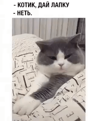 КОТИК, ДАЙ ЛАПКУ. НЕТЬ.