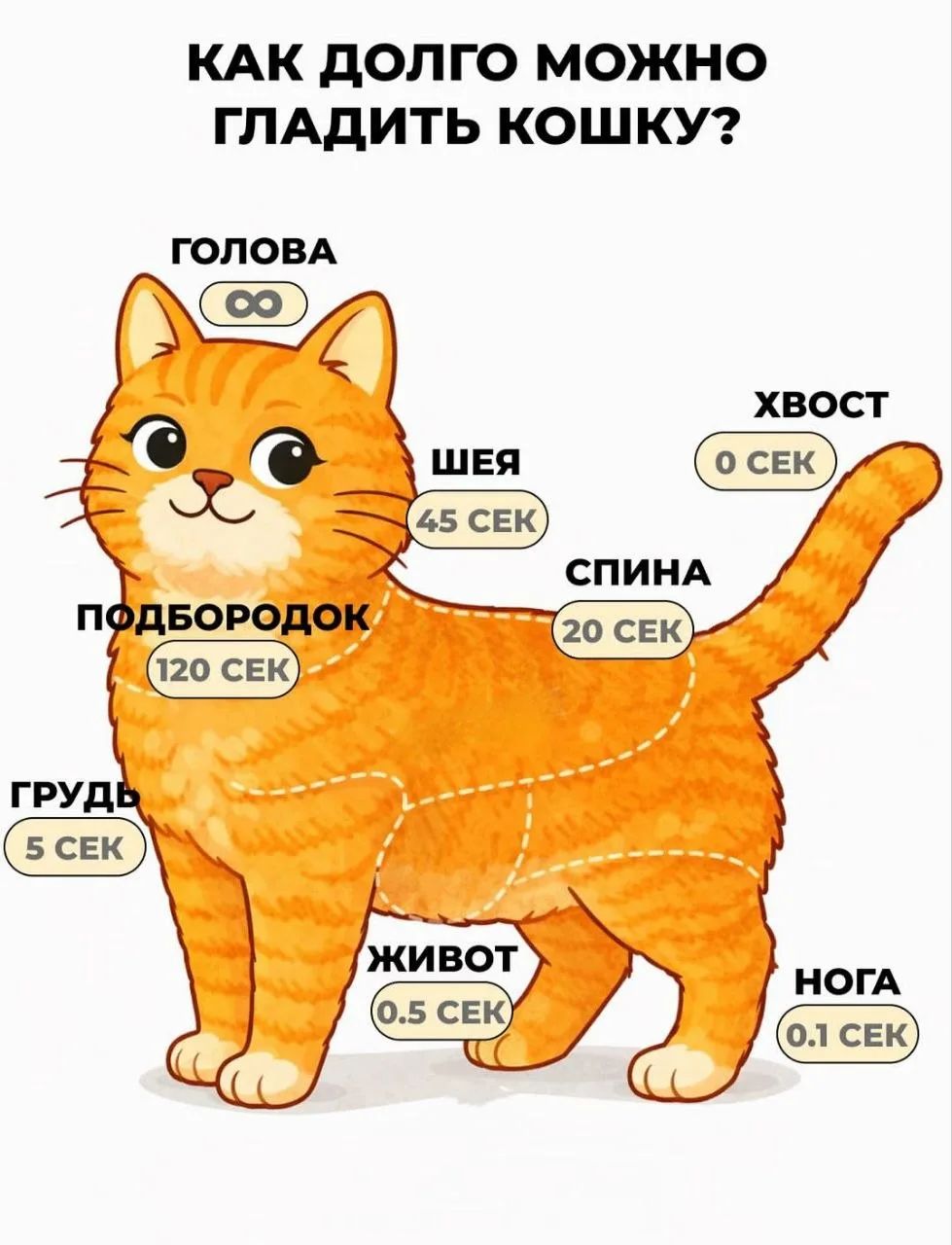 КАК ДОЛГО МОЖНО ГЛАДИТЬ КОШКУ? ГОЛОВА ∞ ШЕЯ 45 СЕК СПИНА 20 СЕК ХВОСТ 0 СЕК ПОДБОРОДОК 120 СЕК ГРУДЬ 5 СЕК ЖИВОТ 0.5 СЕК НОГА 0.1 СЕК