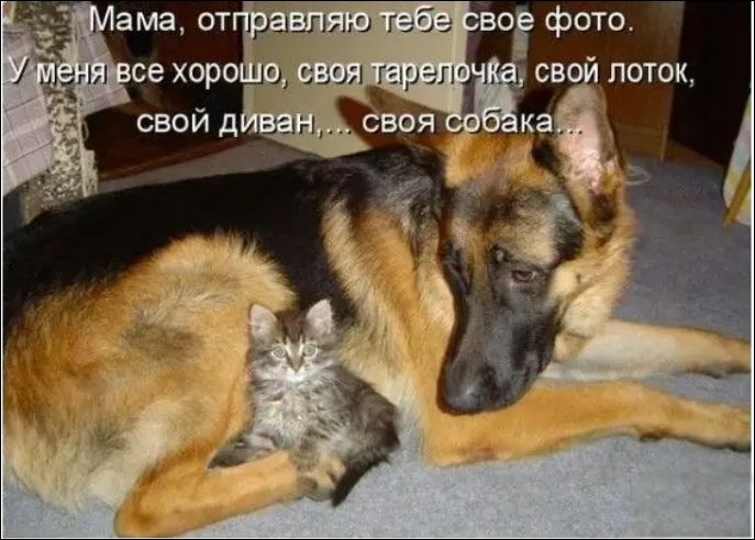Мама, отправляю тебе свое фото. У меня все хорошо, своя тарелочка, свой лоток, свой диван,... своя собака...