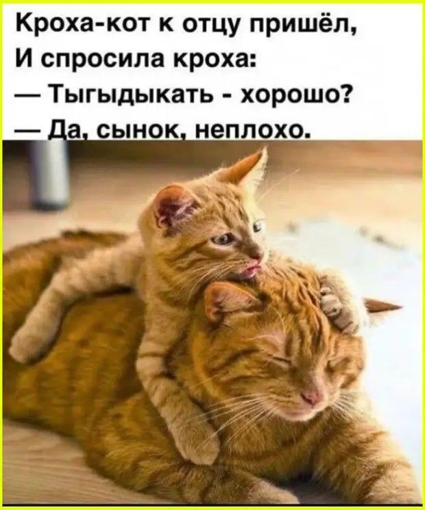 Кроха-кот к отцу пришёл, И спросила кроха: — Тыгыдыкать — хорошо? — Да, сынок, неплохо.