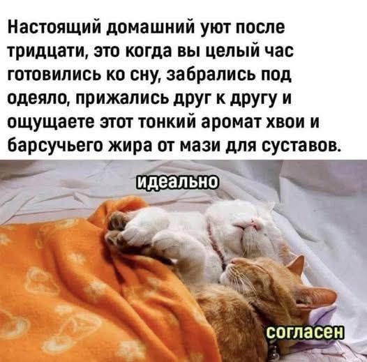 Настоящий домашний уют после тридцати, это когда вы целый час готовились ко сну, забрались под одеяло, прижались друг к другу и ощущаете этот тонкий аромат хвои и барсучьего жира от мази для суставов. идеально согласен