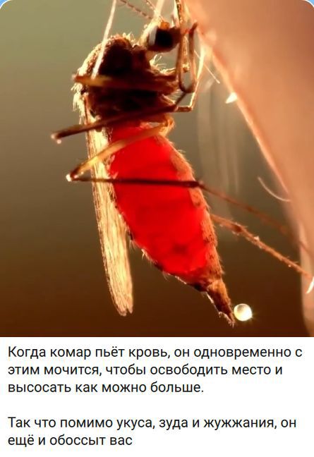 Когда комар пьёт кровь, он одновременно с этим мочится, чтобы освободить место и высосать как можно больше. Так что помимо укуса, зуда и жужжания, он ещё и обоссыт вас