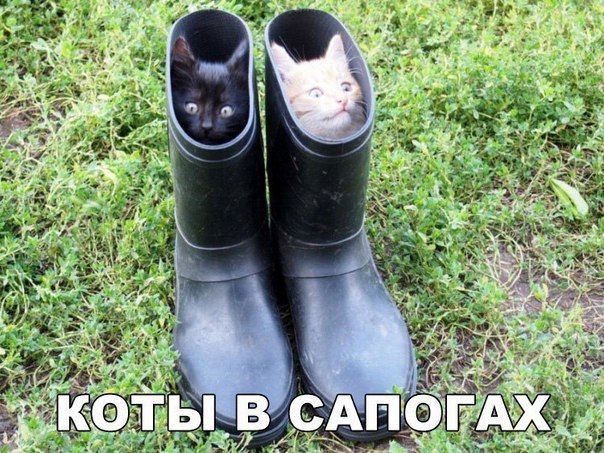 КОТЫ В САПОГАХ