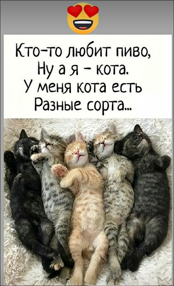 Кто-то любит пиво, Ну а я - кота. У меня кота есть Разные сорта...