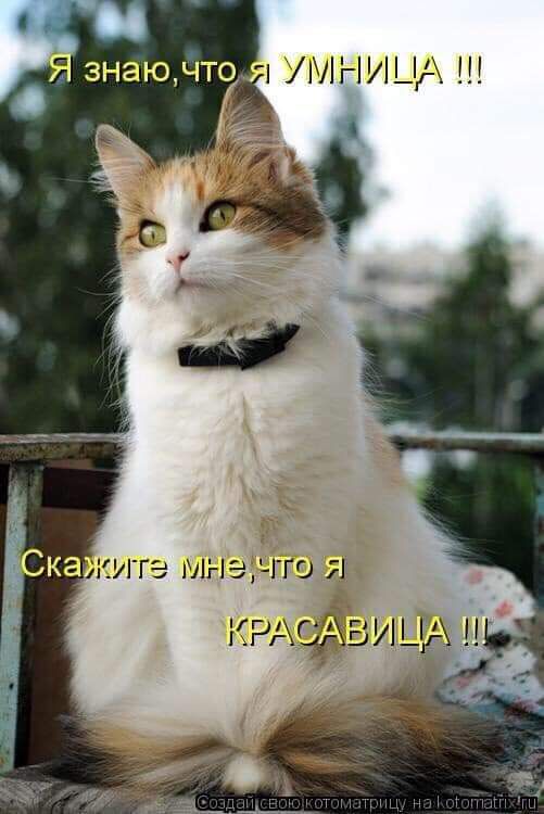 Я знаю, что я УМНИЦА !!! Скажите мне, что я КРАСАВИЦА !!!