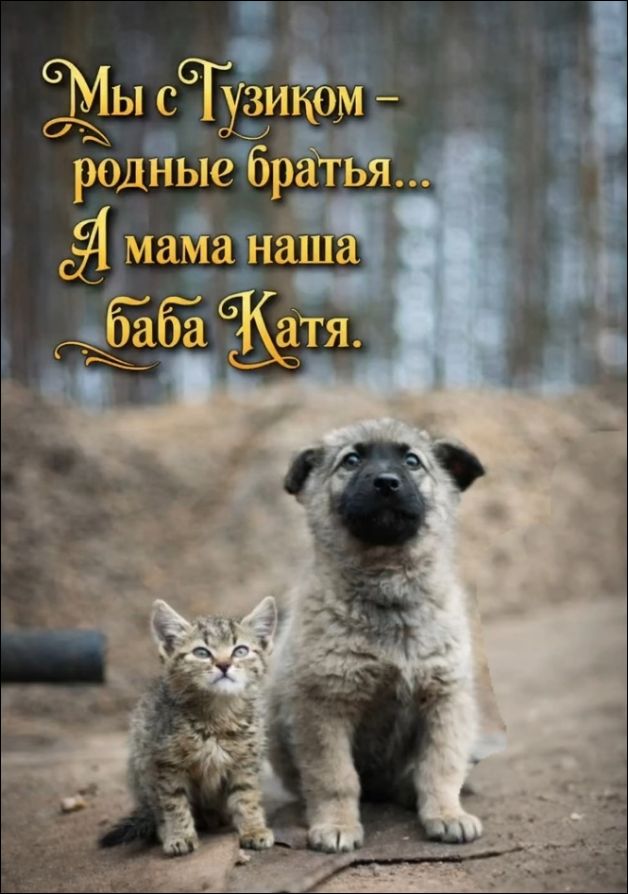 Мы с Тузиком – родные братья... А мама наша баба Катя.