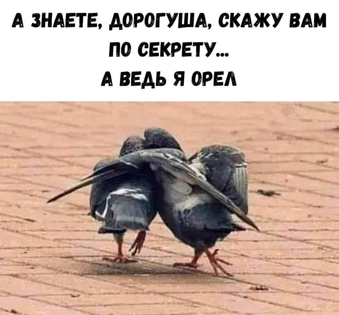 А ЗНАЕТЕ, ДОРОГУША, СКАЖУ ВАМ ПО СЕКРЕТУ... А ВЕДЬ Я ОРЕЛ
