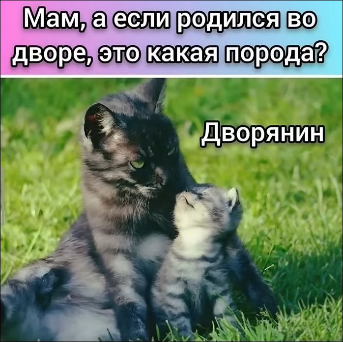 Мам, а если родился во дворе, это какая порода? Дворянин