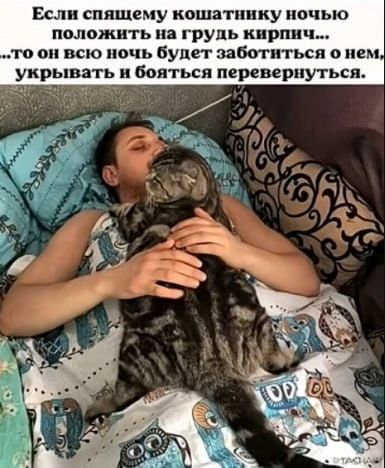 Если спящему кошатнику ночью положить на грудь кирпич... ...то он всю ночь будет заботиться о нем, укрывать и бояться перевернуться.