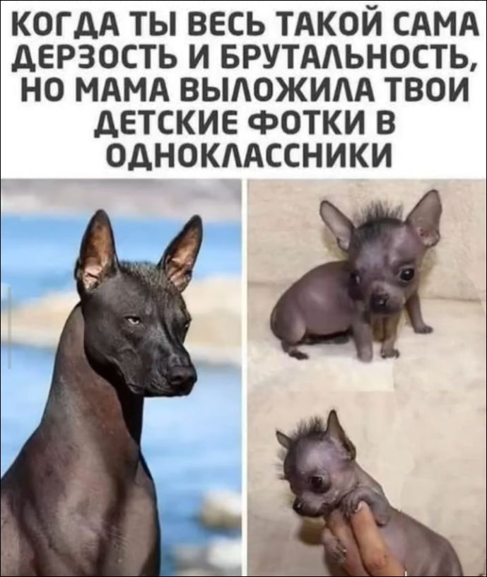 КОГДА ТЫ ВЕСЬ ТАКОЙ САМА ДЕРЗОСТЬ И БРУТАЛЬНОСТЬ, НО МАМА ВЫЛОЖИЛА ТВОИ ДЕТСКИЕ ФОТКИ В ОДНОКЛАССНИКИ