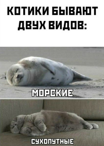 КОТИКИ БЫВАЮТ ДВУХ ВИДОВ: МОРСКИЕ СУХОПУТНЫЕ