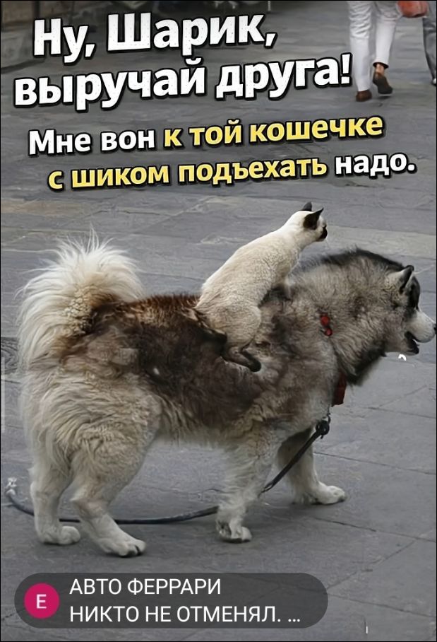 Ну, Шарик, выручай друга! Мне вон к той кошечке с шиком подъехать надо. АВТО ФЕРРАРИ НИКТО НЕ ОТМЕНЯЛ. ...