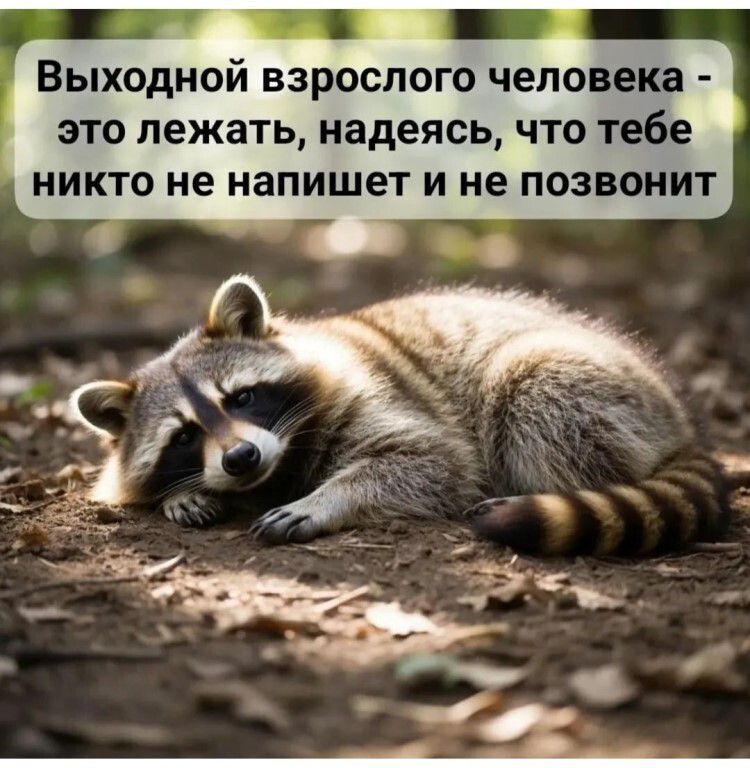 Выходной взрослого человека - это лежать, надеясь, что тебе никто не напишет и не позвонит