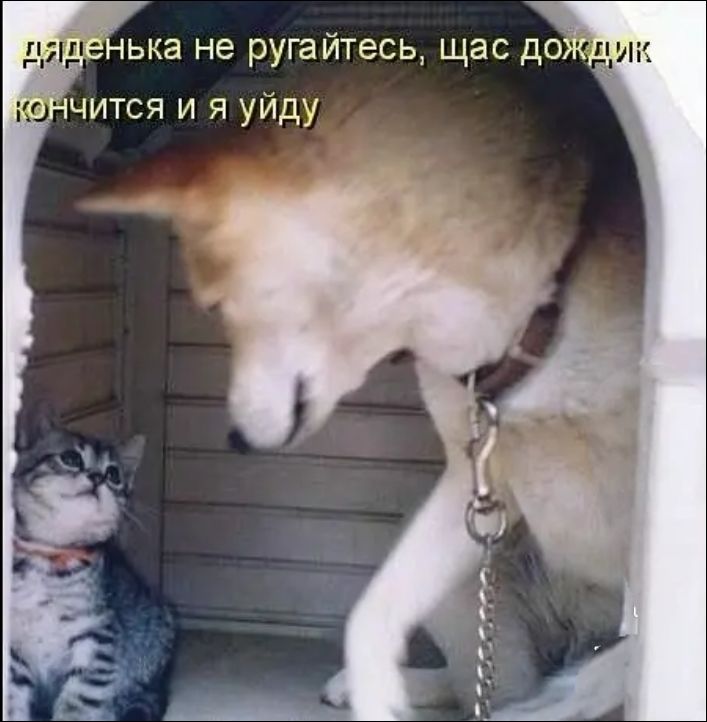 дяденька не ругайтесь, щас дождик кончится и я уйду