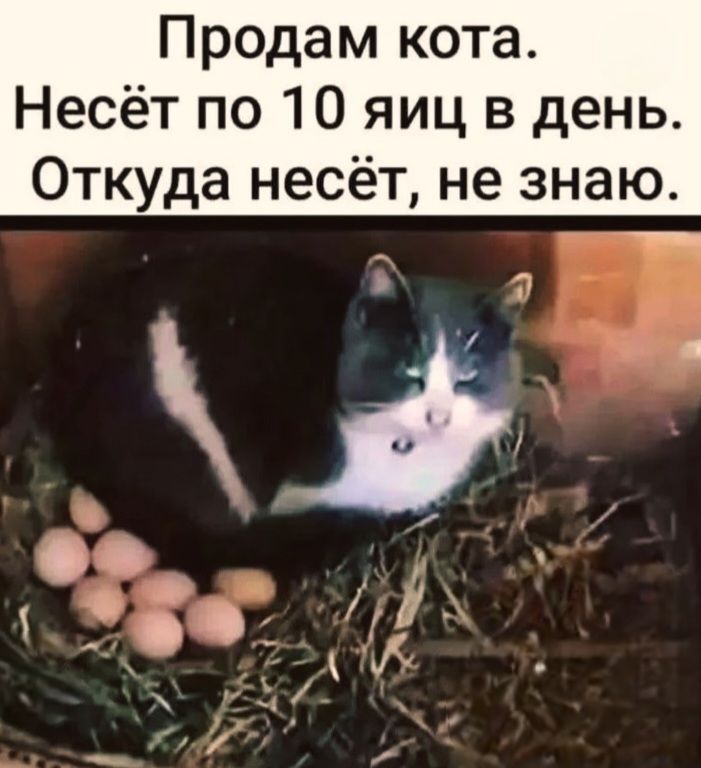 Продам кота. Несёт по 10 яиц в день. Откуда несёт, не знаю.