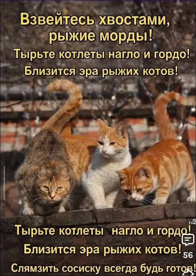 Взвейтесь хвостами, рыжие морды! Тырьте котлеты нагло и гордо! Близится эра рыжих котов! Тырьте котлеты нагло и гордо! Близится эра рыжих котов! Слямзить сосиску всегда будь готов!