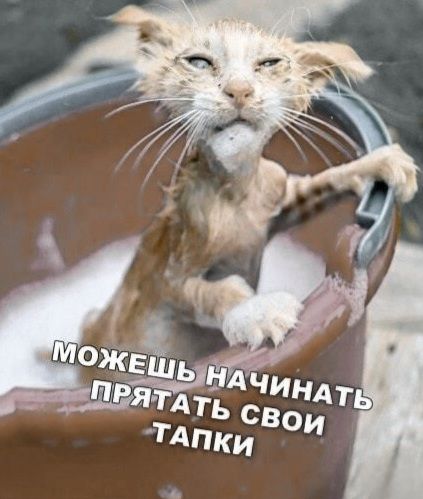 МОЖЕШЬ НАЧИНАТЬ ПРЯТАТЬ СВОИ ТАПКИ
