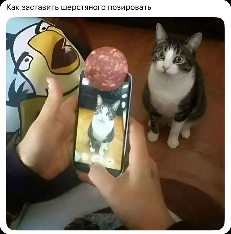Как заставить шерстяного позировать