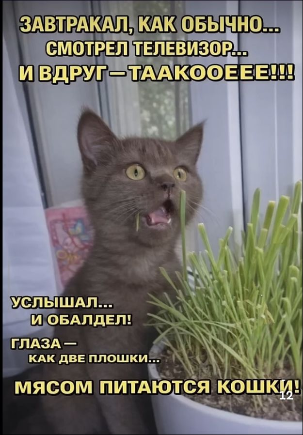 ЗАВТРАКАЛ, КАК ОБЫЧНО... СМОТРЕЛ ТЕЛЕВИЗОР... И ВДРУГ – ТААКООЕЕЕ!!! УСЛЫШАЛ... И ОБАЛДЕЛ! ГЛАЗА – КАК ДВЕ ПЛОШКИ... МЯСОМ ПИТАЮТСЯ КОШКИ!