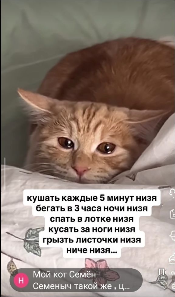 кушать каждые 5 минут низя бегать в 3 часа ночи низя спать в лотке низя кусать за ноги низя грызть листочки низя ниче низя...