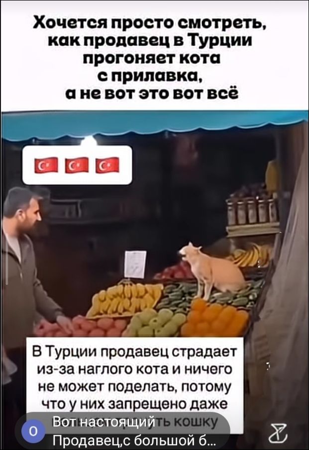 Хочется просто смотреть, как продавец в Турции прогоняет кота с прилавка, а не вот это вот всё. В Турции продавец страдает из-за наглого кота и ничего не может поделать, потому что у них запрещено даже прогонять кошек. Вот настоящий кошатник. Продавец, с большой буквы.