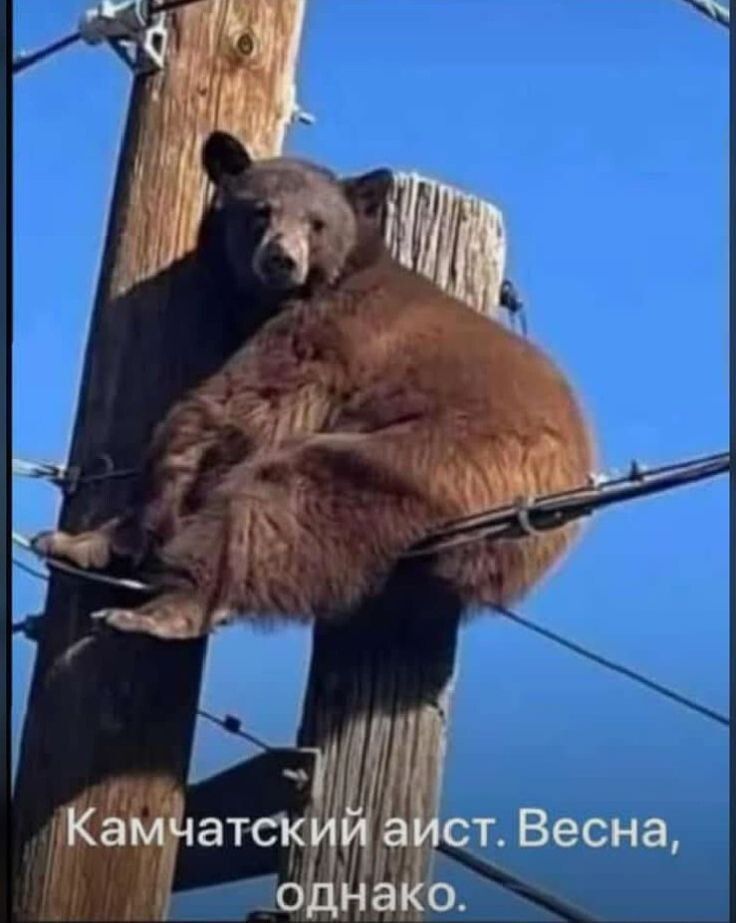 Камчатский аист. Весна, однако.
