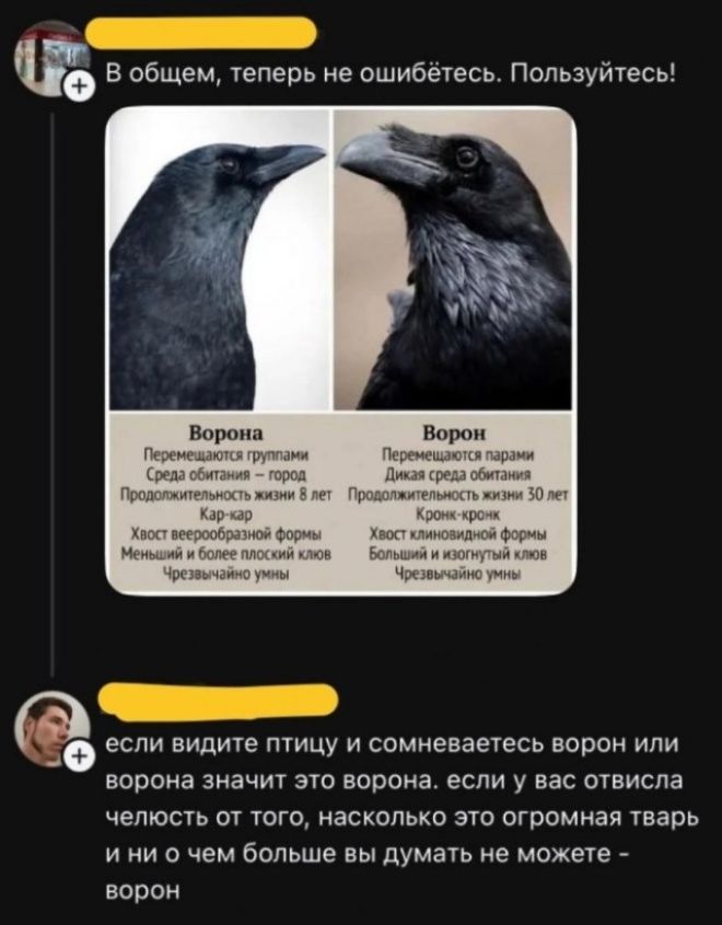 В общем, теперь не ошибётесь. Пользуйтесь! Ворона: Перемещаются группами, Среда обитания - город, Продолжительность жизни 8 лет, Кар-кар, Хвост веерообразной формы, Меньший и более плоский клюв, Чрезвычайно умны. Ворон: Перемещаются парами, Дикая среда обитания, Продолжительность жизни 30 лет, Кронк-кронк, Хвост клиновидной формы, Большой и изогнут
