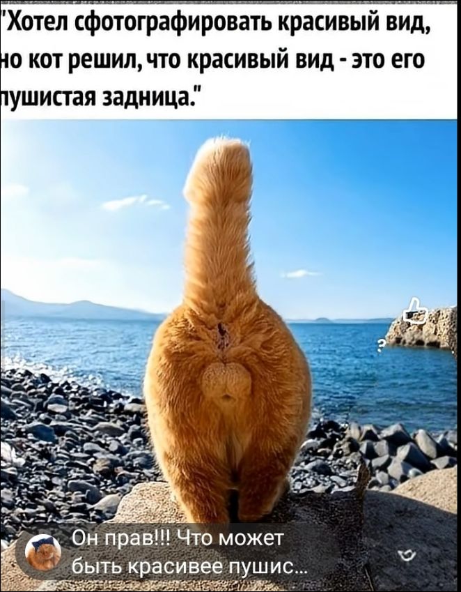 Хотел сфотографировать красивый вид, но кот решил, что красивый вид - это его пушистая задница. Он прав!!! Что может быть красивее пушис...