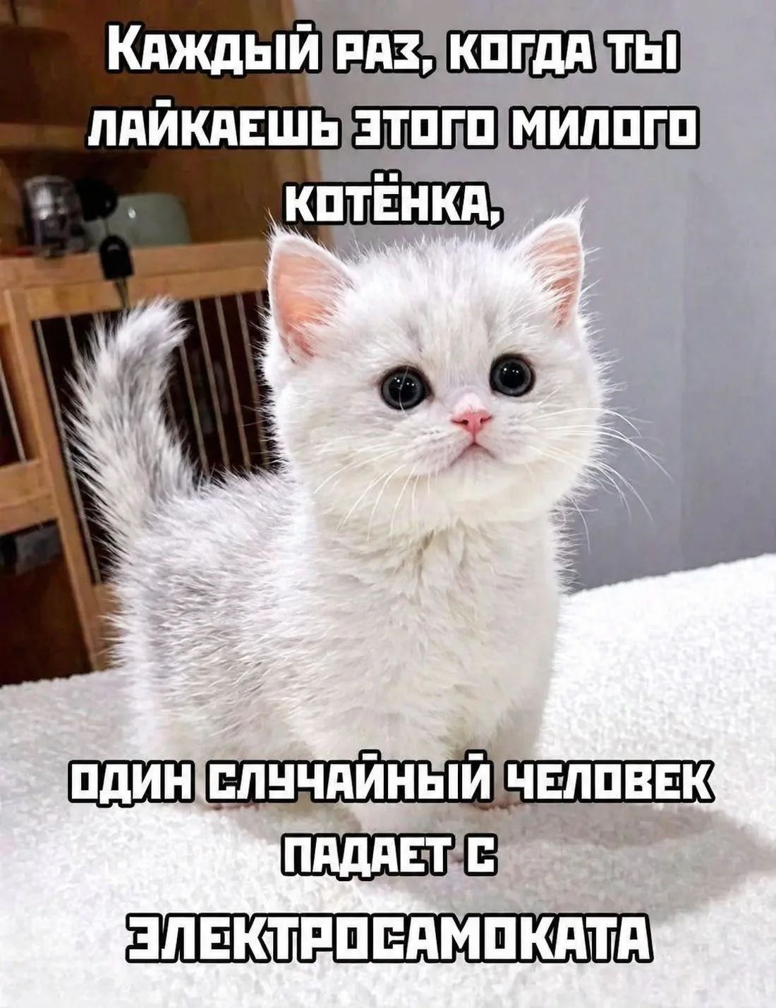 КАЖДЫЙ РАЗ, КОГДА ТЫ ЛАЙКАЕШЬ ЭТОГО МИЛОГО КОТЁНКА, ОДИН СЛУЧАЙНЫЙ ЧЕЛОВЕК ПАДАЕТ С ЭЛЕКТРОСАМОКАТА
