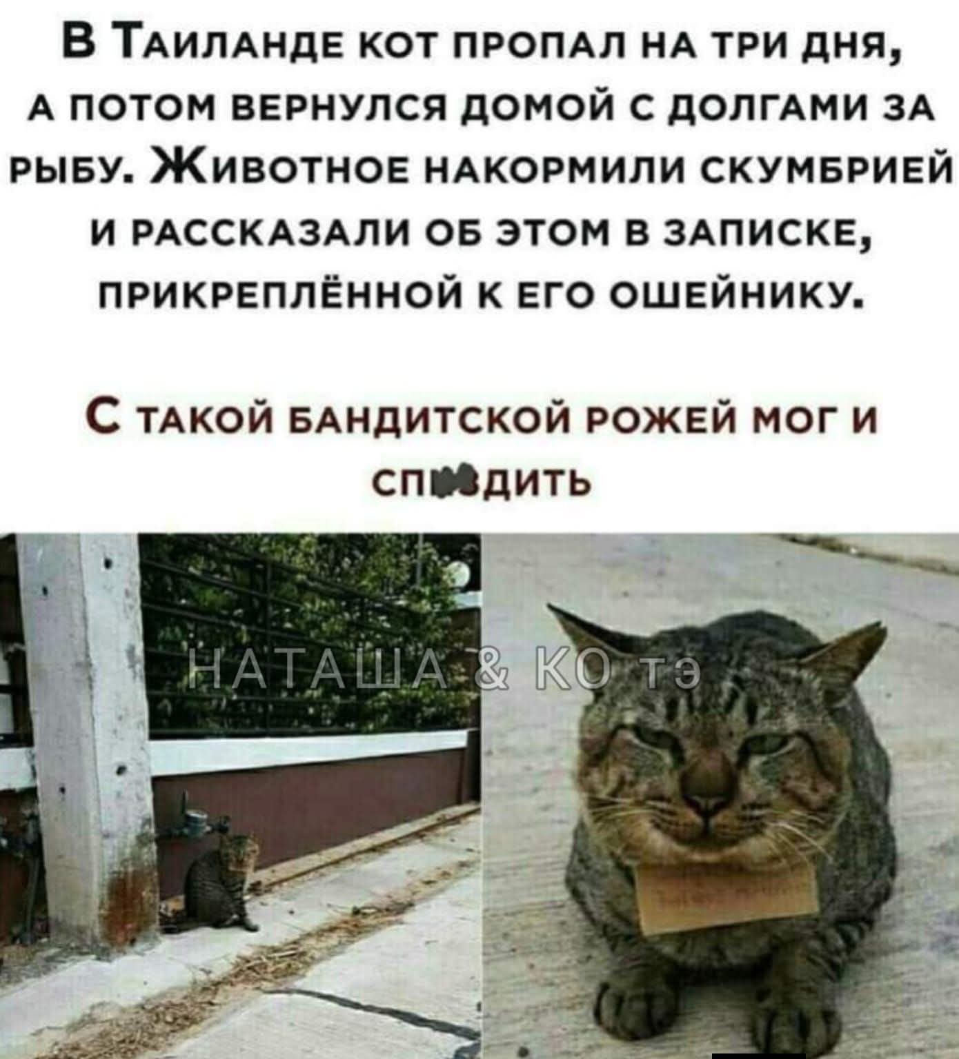 В Таиланде кот пропал на три дня, а потом вернулся домой с долгами за рыбу. Животное накормили скумбрией и рассказали об этом в записке, прикреплённой к его ошейнику. С такой бандитской рожей мог и спиздить. НАТАША & КО ТЭ