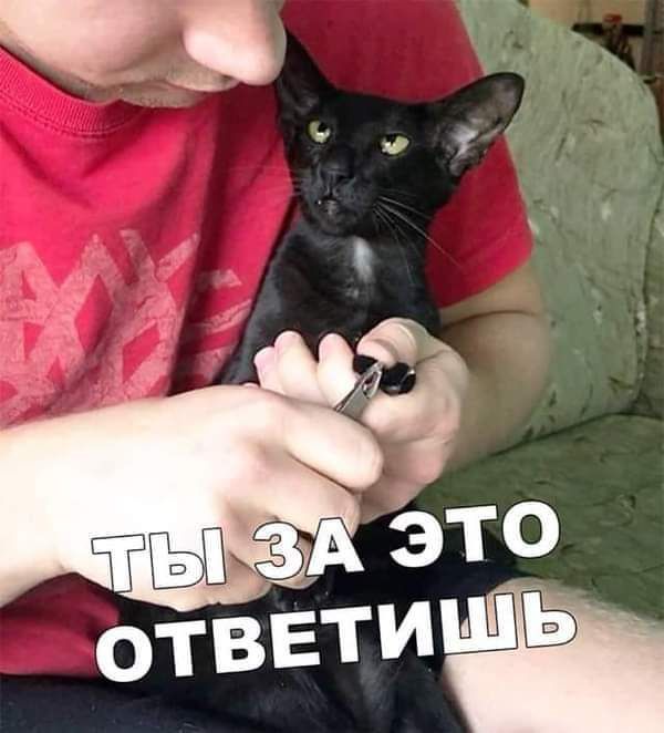 ТЫ ЗА ЭТО ОТВЕТИШЬ. Человек стрижет когти черному коту. Кот выглядит недовольным и угрожающим.