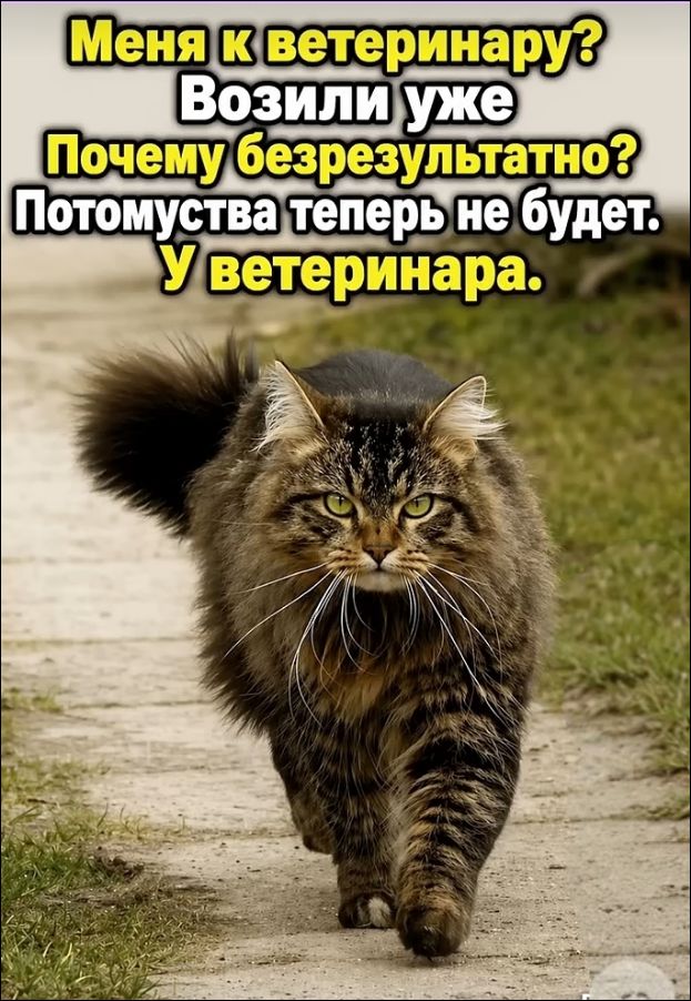 Меня к ветеринару? Возили уже. Почему безрезультатно? Потому что теперь не будет. У ветеринара.