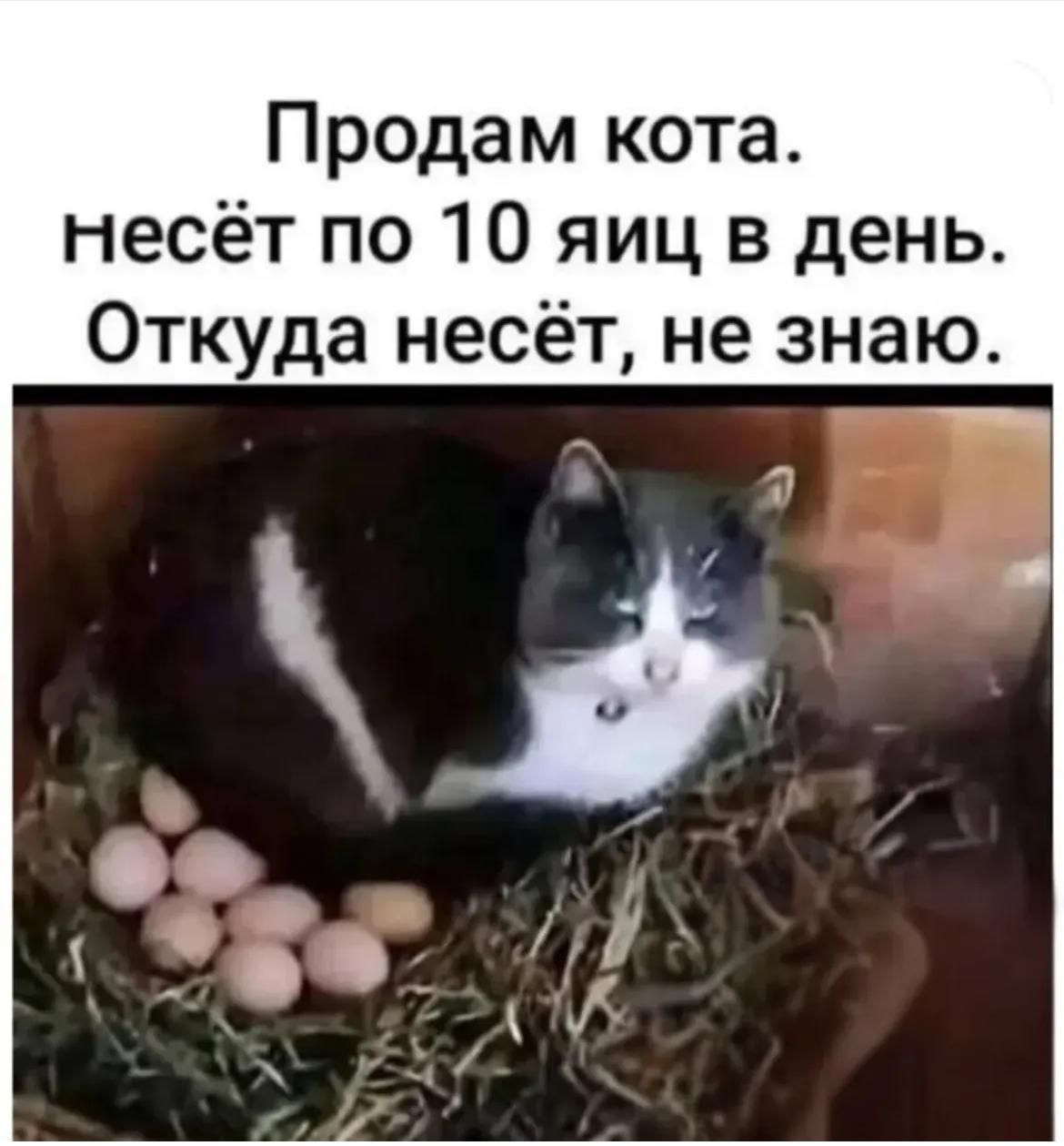 Продам кота. несёт по 10 яиц в день. Откуда несёт, не знаю.