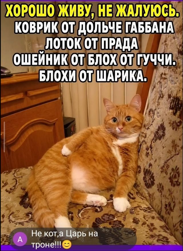 ХОРОШО ЖИВУ, НЕ ЖАЛУЮСЬ. КОВРИК ОТ ДОЛЬЧЕ ГАББАНА ЛОТОК ОТ ПРАДА ОШЕЙНИК ОТ БЛОХ ОТ ГУЧЧИ. БЛОХИ ОТ ШАРИКА. Не кот, а Царь на троне!!!