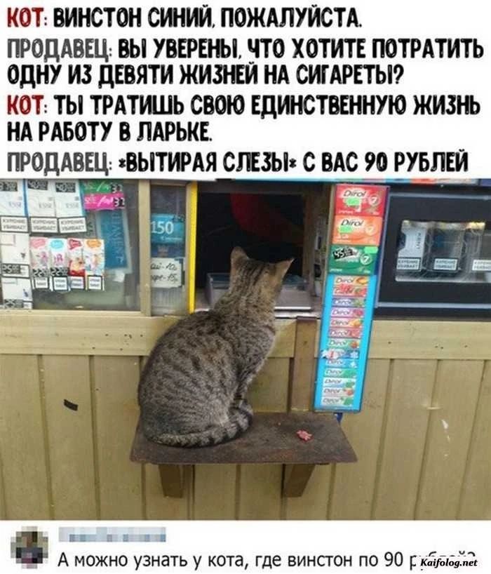 КОТ: ВИНСТОН СИНИЙ, ПОЖАЛУЙСТА. ПРОДАВЕЦ: ВЫ УВЕРЕНЫ, ЧТО ХОТИТЕ ПОТРАТИТЬ ОДНУ ИЗ ДЕВЯТИ ЖИЗНЕЙ НА СИГАРЕТЫ? КОТ: ТЫ ТРАТИШЬ СВОЮ ЕДИНСТВЕННУЮ ЖИЗНЬ НА РАБОТУ В ЛАРЬКЕ. ПРОДАВЕЦ: *ВЫТИРАЯ СЛЕЗЫ*: С ВАС 90 РУБЛЕЙ. А можно узнать у кота, где винстон по 90 р.